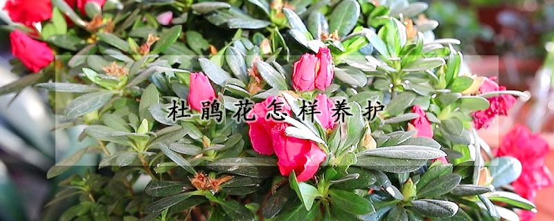 杜鵑花怎樣養(yǎng)護