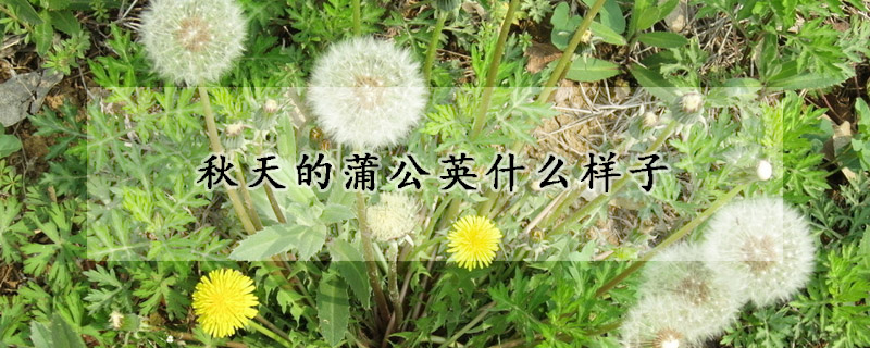 秋天的蒲公英什么樣子