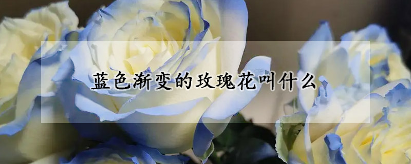 藍(lán)色漸變的玫瑰花叫什么