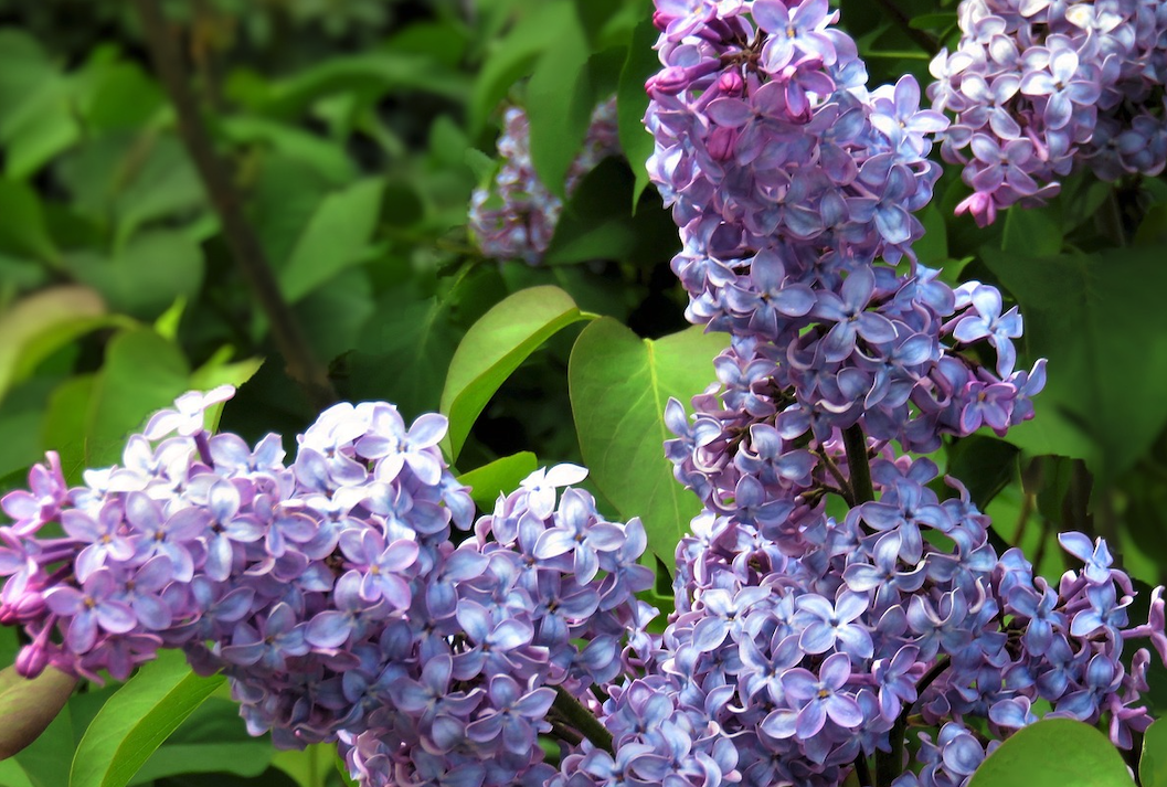 丁香花又叫什么名字？有哪些形態(tài)特征？