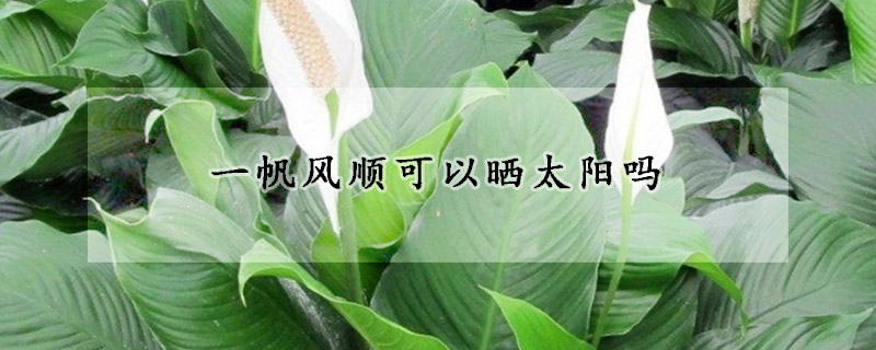 一帆風(fēng)順可以曬太陽(yáng)嗎
