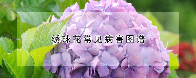 繡球花常見(jiàn)病害圖譜
