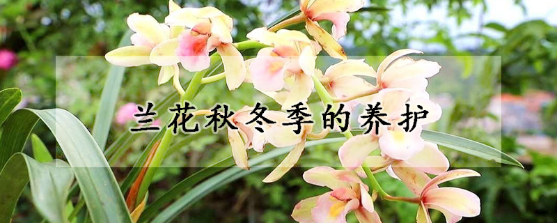 蘭花秋冬季的養(yǎng)護