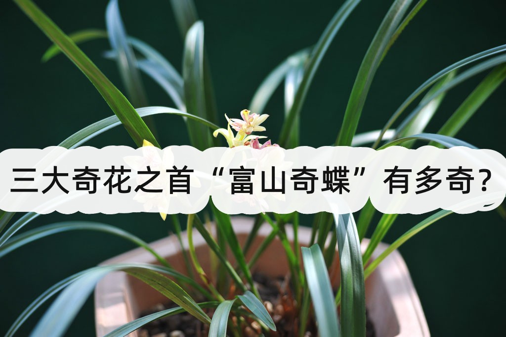 三大奇花之首“富山奇蝶”有多奇？