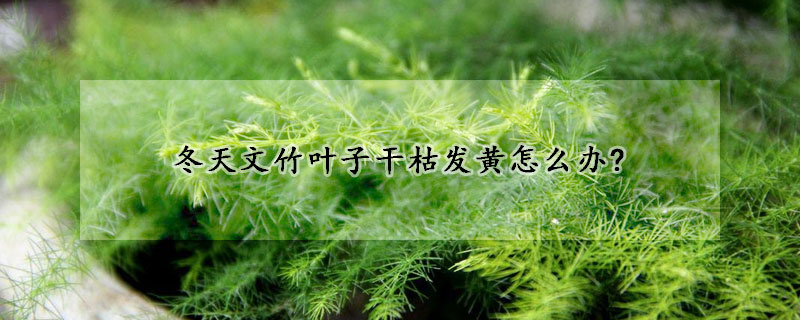 冬天文竹葉子干枯發(fā)黃怎么辦