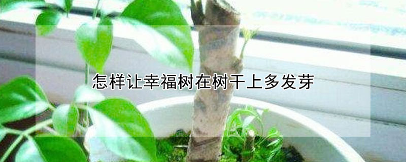 怎樣讓幸福樹(shù)在樹(shù)干上多發(fā)芽