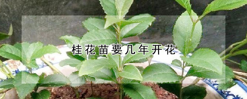 桂花苗要幾年開(kāi)花