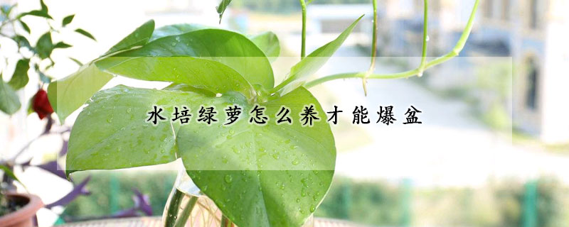 水培綠蘿怎么養(yǎng)才能爆盆