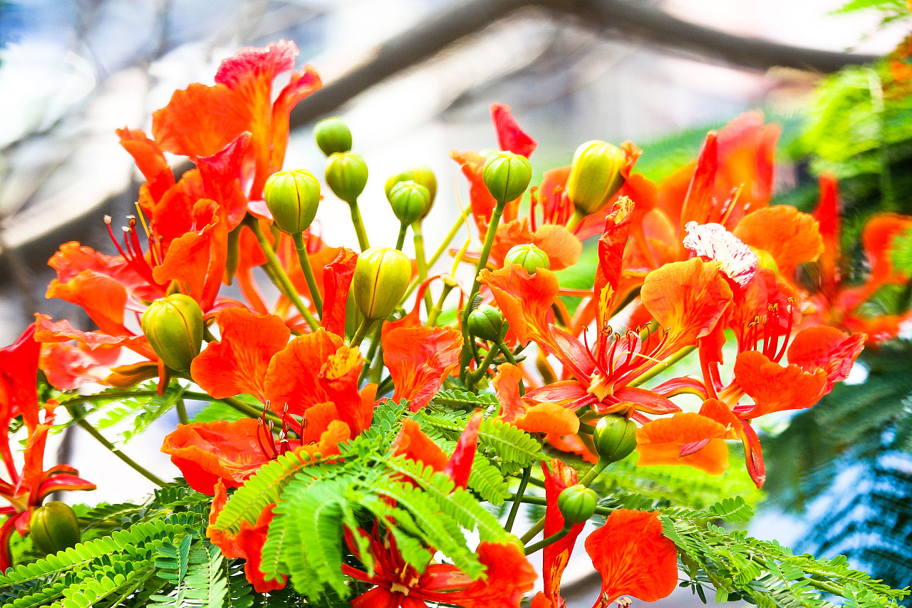 鳳凰花為什么叫畢業(yè)花？