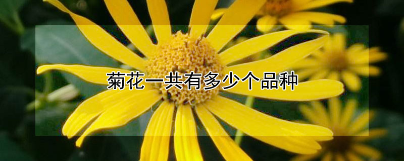 菊花一共有多少個(gè)品種