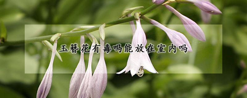 玉簪花有毒嗎能放在室內(nèi)嗎