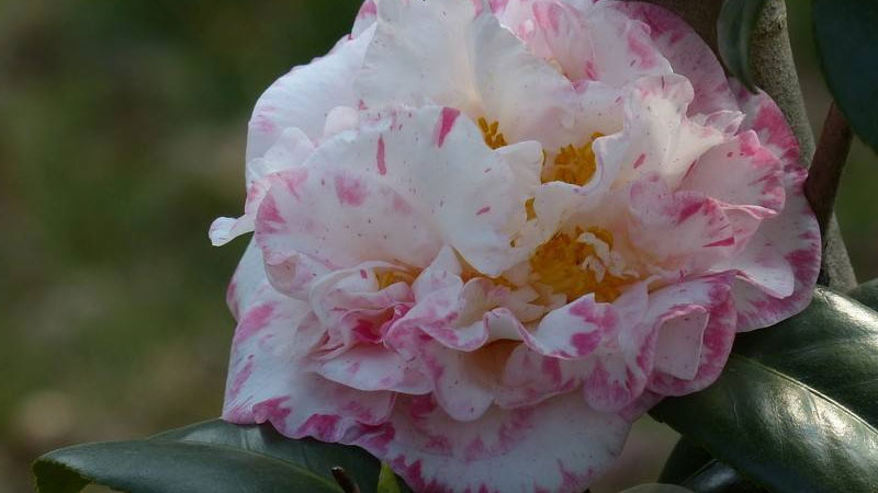 茶花開花期間怎么養(yǎng)護(hù)