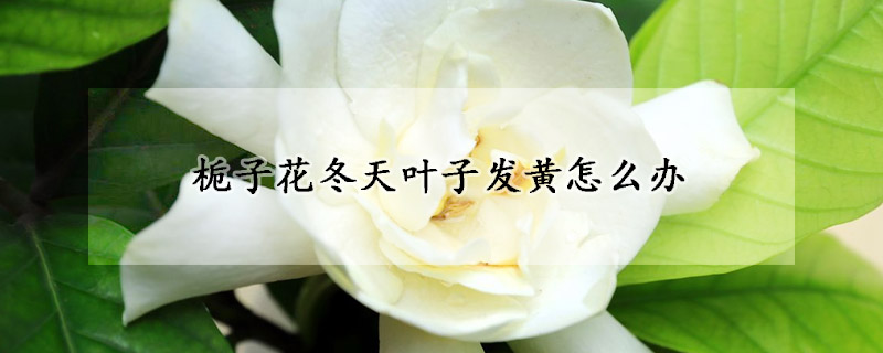 梔子花冬天葉子發(fā)黃怎么辦