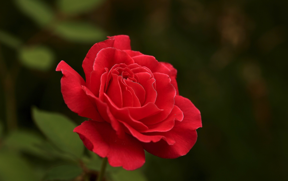 夏季養(yǎng)護(hù)月季花的注意事項(xiàng)有哪些?