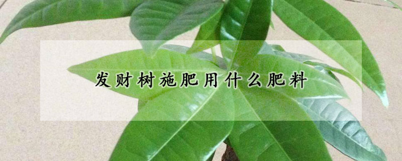 發(fā)財(cái)樹(shù)施肥用什么肥料