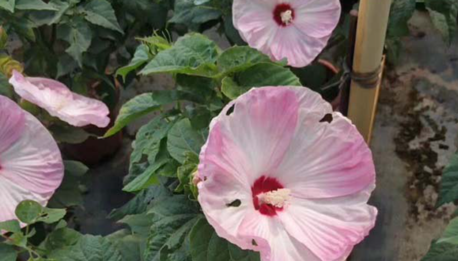 芙蓉花葉子黃了怎么回事？
