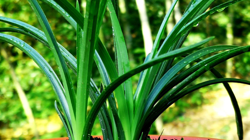 野生蘭草花的養(yǎng)殖方法和注意事項(xiàng)是什么