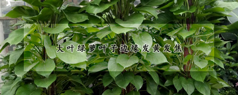 大葉綠蘿葉子邊緣發(fā)黃發(fā)焦