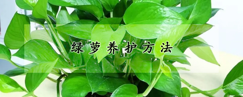 綠蘿養(yǎng)護(hù)方法