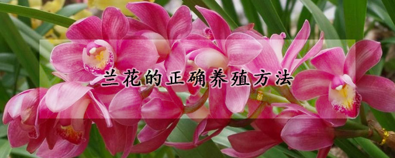 蘭花的正確養(yǎng)殖方法