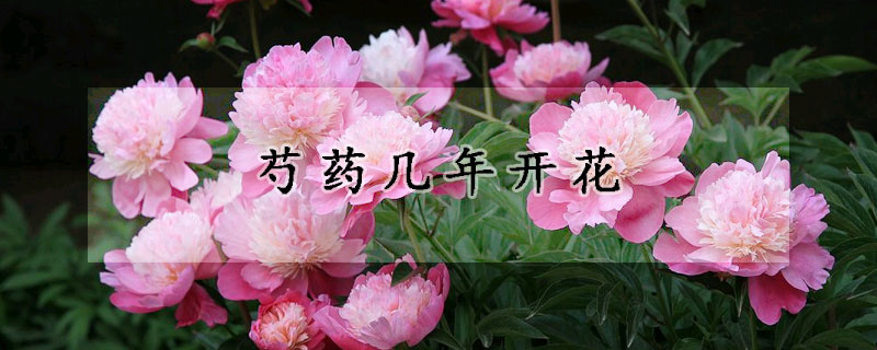 芍藥幾年開(kāi)花