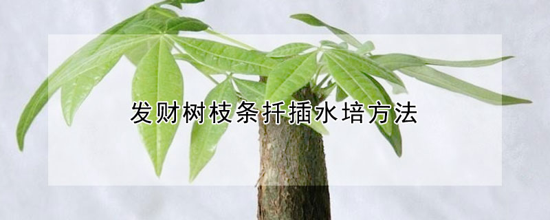 發(fā)財(cái)樹枝條扦插水培方法