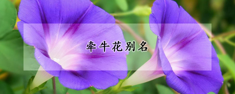 牽?；▌e名