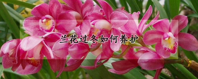 蘭花過冬如何養(yǎng)護