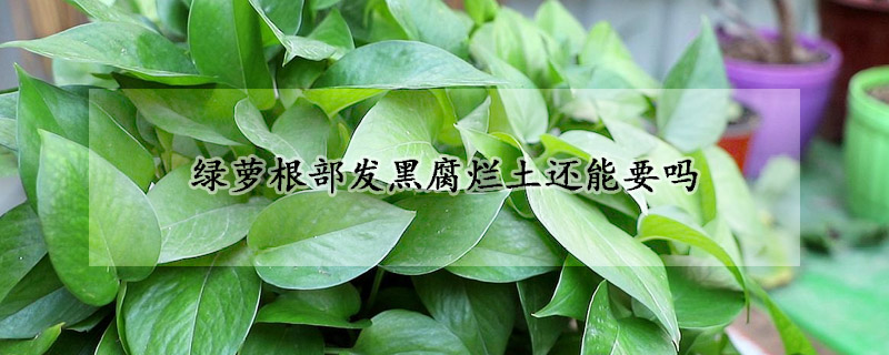綠蘿根部發(fā)黑腐爛土還能要嗎