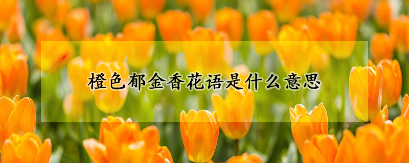 橙色郁金香花語是什么意思