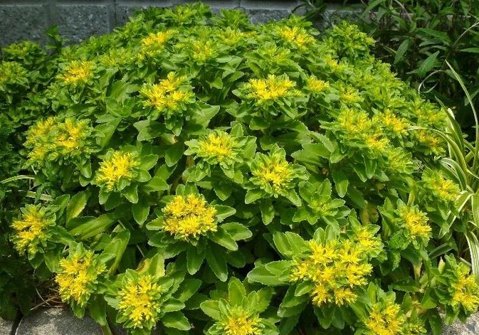 三七景天種植有什么環(huán)境生態(tài)要求？有什么作用？