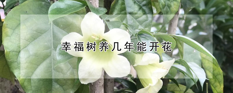 幸福樹(shù)養(yǎng)幾年能開(kāi)花