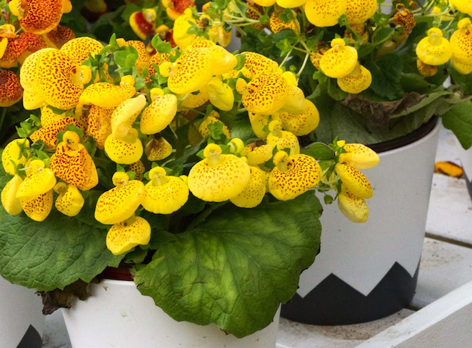 蒲包花什么時(shí)候開花，對水肥陽光有什么要求？