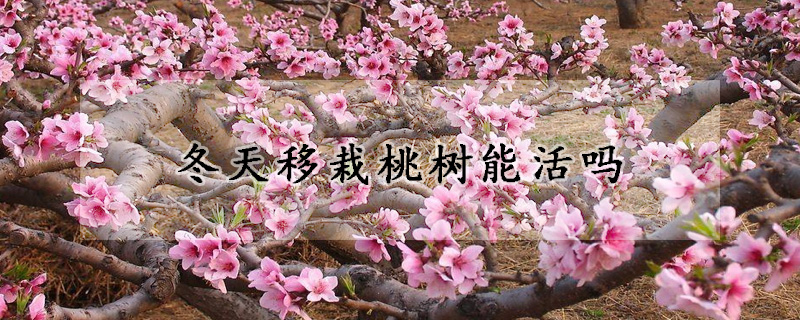 冬天移栽桃樹能活嗎