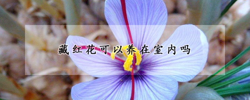 藏紅花可以養(yǎng)在室內(nèi)嗎