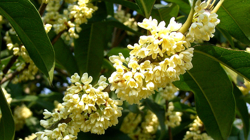 桂花最簡(jiǎn)單插扦水泡法