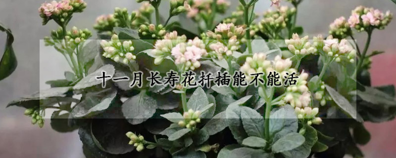 十一月長壽花扦插能不能活