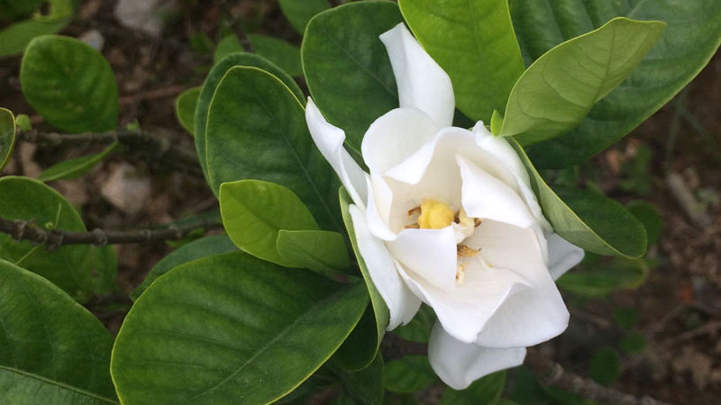 茉莉花的養(yǎng)殖方法和注意事項(xiàng) 盆栽