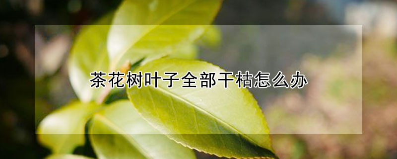 茶花樹(shù)葉子全部干枯怎么辦