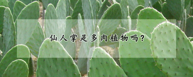 仙人掌是多肉植物嗎
