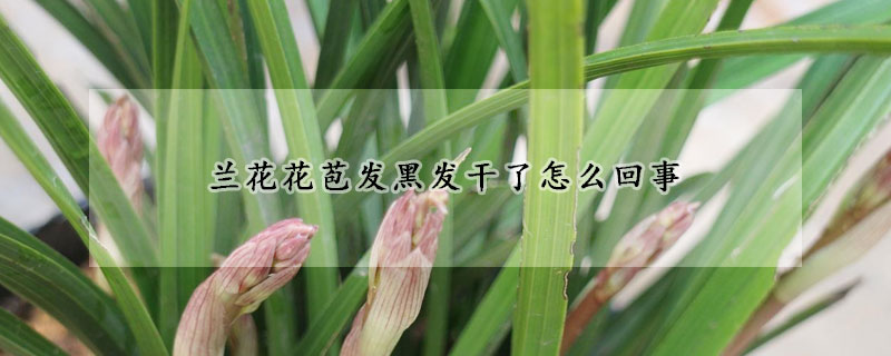 蘭花花苞發(fā)黑發(fā)干了怎么回事
