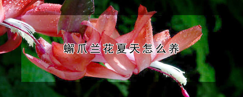 蠏爪蘭花夏天怎么養(yǎng)