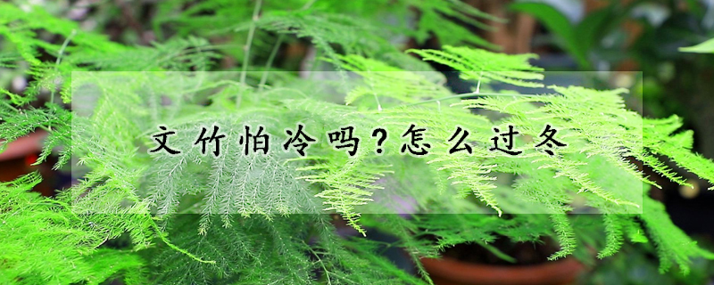 文竹怕冷嗎?怎么過(guò)冬