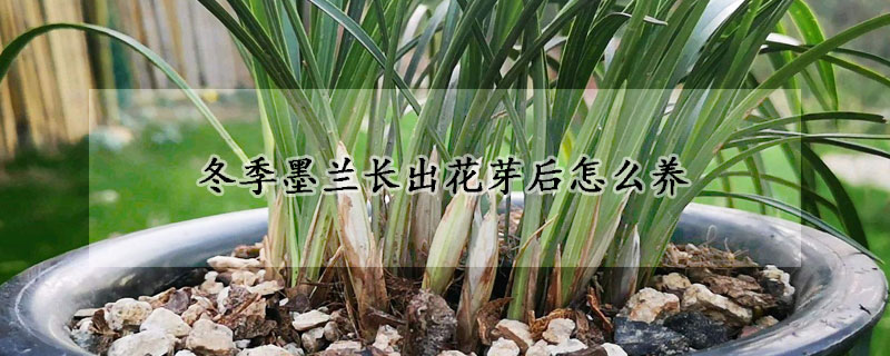 冬季墨蘭長出花芽后怎么養(yǎng)