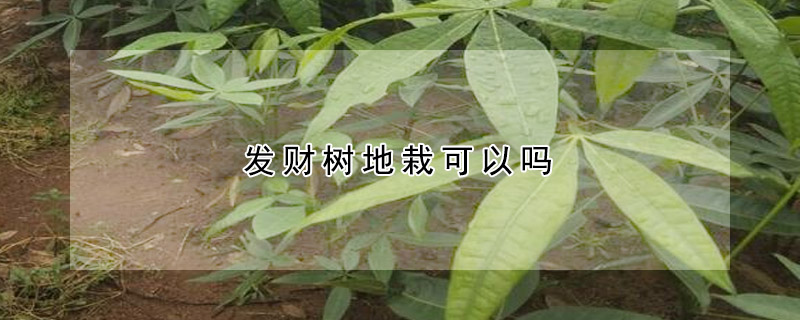 發(fā)財(cái)樹地栽可以嗎