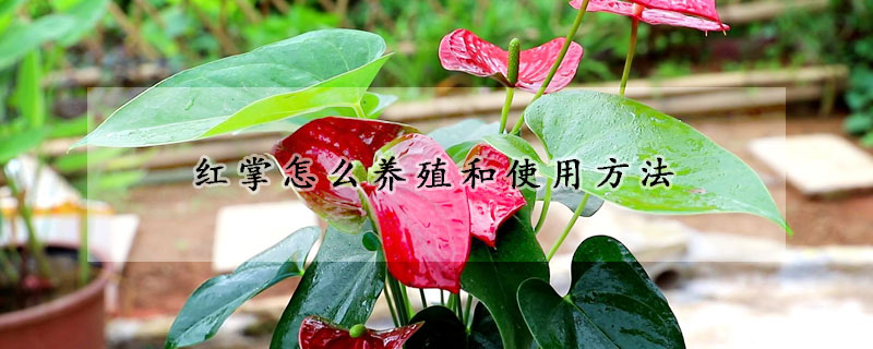 紅掌怎么養(yǎng)殖和使用方法
