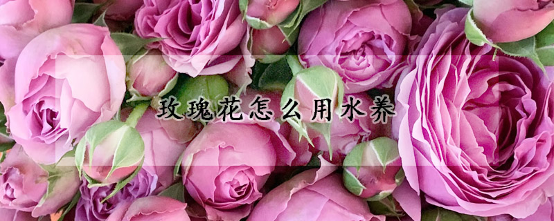 玫瑰花怎么用水養(yǎng)