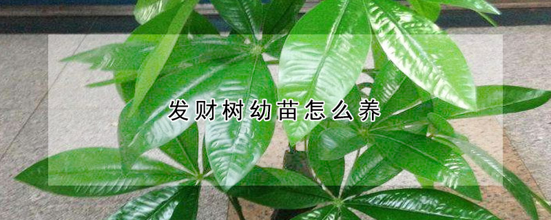 發(fā)財(cái)樹幼苗怎么養(yǎng)