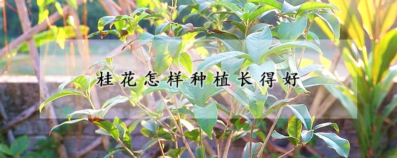 桂花怎樣種植長(zhǎng)得好