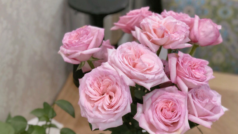 玫瑰花期什么時候開花